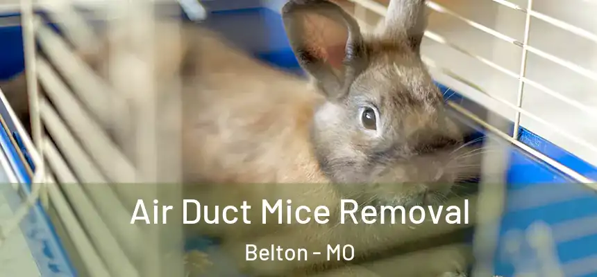  Air Duct Mice Removal Belton - MO